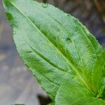 Veronica beccabunga Leaf