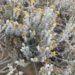 Achillea maritima Hàbitat