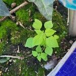 Parietaria floridana Hoja