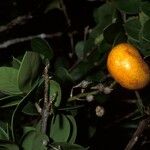 Bonellia macrocarpa Gyümölcs