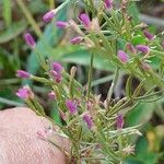 Centaurium tenuiflorum Flor