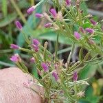 Centaurium tenuiflorum Blomma