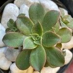 Aeonium haworthii葉