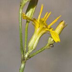 Crepis acuminata Flor