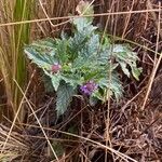 Verbena hispida Blad