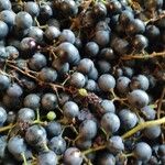 Vitis vinifera Fruit