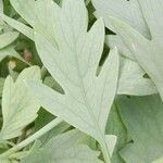 Romneya coulteri Folha