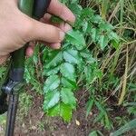 Ligustrum robustum Hoja