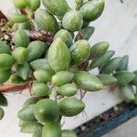 Adromischus filicaulis Ліст