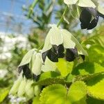 Salvia discolor Lorea