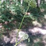Peucedanum gallicum Flower