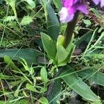 Orchis olbiensis Levél