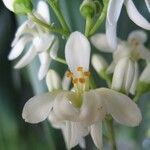 Moringa drouhardii Flower