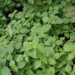 Heterotis rotundifolia Habitat