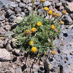 Erigeron compositus Hábito