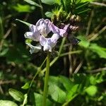 Vicia sylvaticaΛουλούδι