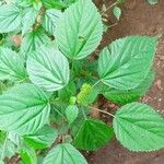 Acalypha alopecuroidea Лист