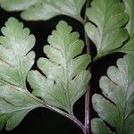 Pteris repens Blatt