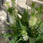 Eucomis autumnalis पत्ता