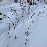 Shepherdia canadensis Natur