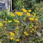 Lysimachia ciliataFlower