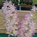 Rhynchostylis retusa Λουλούδι