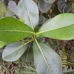 Clusia criuva Hoja