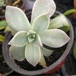 Graptopetalum paraguayenseBlad