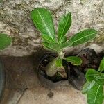 Adenium multiflorum Лист