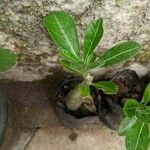 Adenium multiflorum Levél