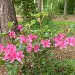 Rhododendron sanctum Flors