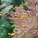Rhipsalis clavata Flower
