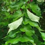 Leycesteria formosa Blatt