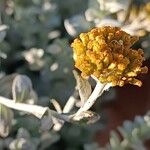 Helichrysum argyrophyllum