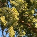 Faidherbia albida Blatt