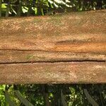 Pouteria hispida Corteza