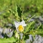 Solanum carolinenseFlower