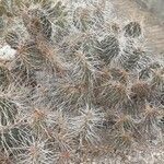 Opuntia polyacantha 葉