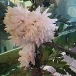 Dahlia × cultorum Цветок