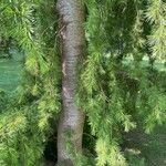 Cedrus deodara Coajă