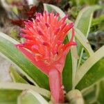 Billbergia pyramidalisFlors