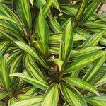 Cordyline fruticosa Yaprak