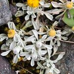 Senecio evacoides