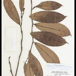 Heteropsis flexuosa Hoja