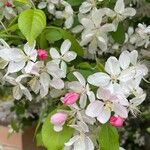 Malus spectabilisΛουλούδι