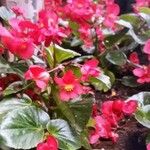 Begonia spp. Fleur
