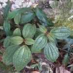 Miconia crenata Leaf