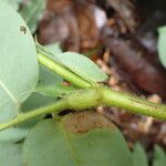 Detarium macrocarpum Rinde