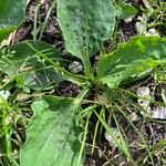 Plantago majorLeaf