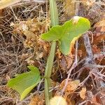 Cissus quadrangularis পাতা